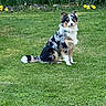 dog, australian_shepherd, grass, garden, flowers, daffodils, stone_wall, greenery, outdoor, nature, pet, canine, animal, spring, sitting, fur, blue_eyes, portrait, calm, beautiful