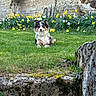 Ayrton participe au concours pour gagner de l'argent avec cette photo : dog, grass, flowers, daffodils, garden, stone_wall, tree, outdoor, nature, greenery, pet, fluffy, spring, relaxed, animal, canine, colorful, sunlight, peaceful, plant