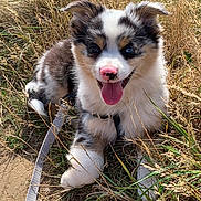 Ayrton participe au concours pour gagner de l'argent avec cette photo : puppy, dog, grass, outdoor, happy, tongue_out, leash, nature, cute, fur, animal, pet, playful, smiling, ears, nose, young, canine, sunlight, resting