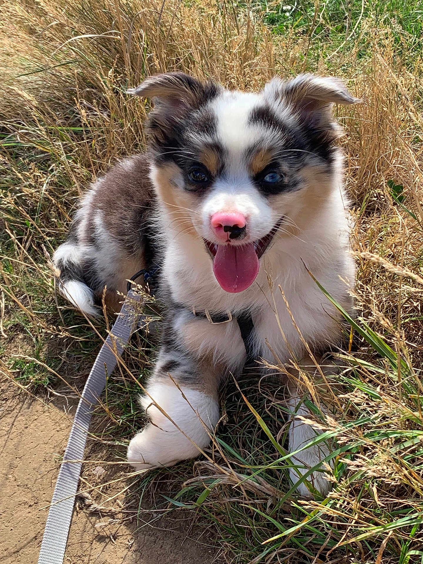 Ayrton participe au concours pour gagner de l'argent avec cette photo : puppy, dog, grass, outdoor, happy, tongue_out, leash, nature, cute, fur, animal, pet, playful, smiling, ears, nose, young, canine, sunlight, resting