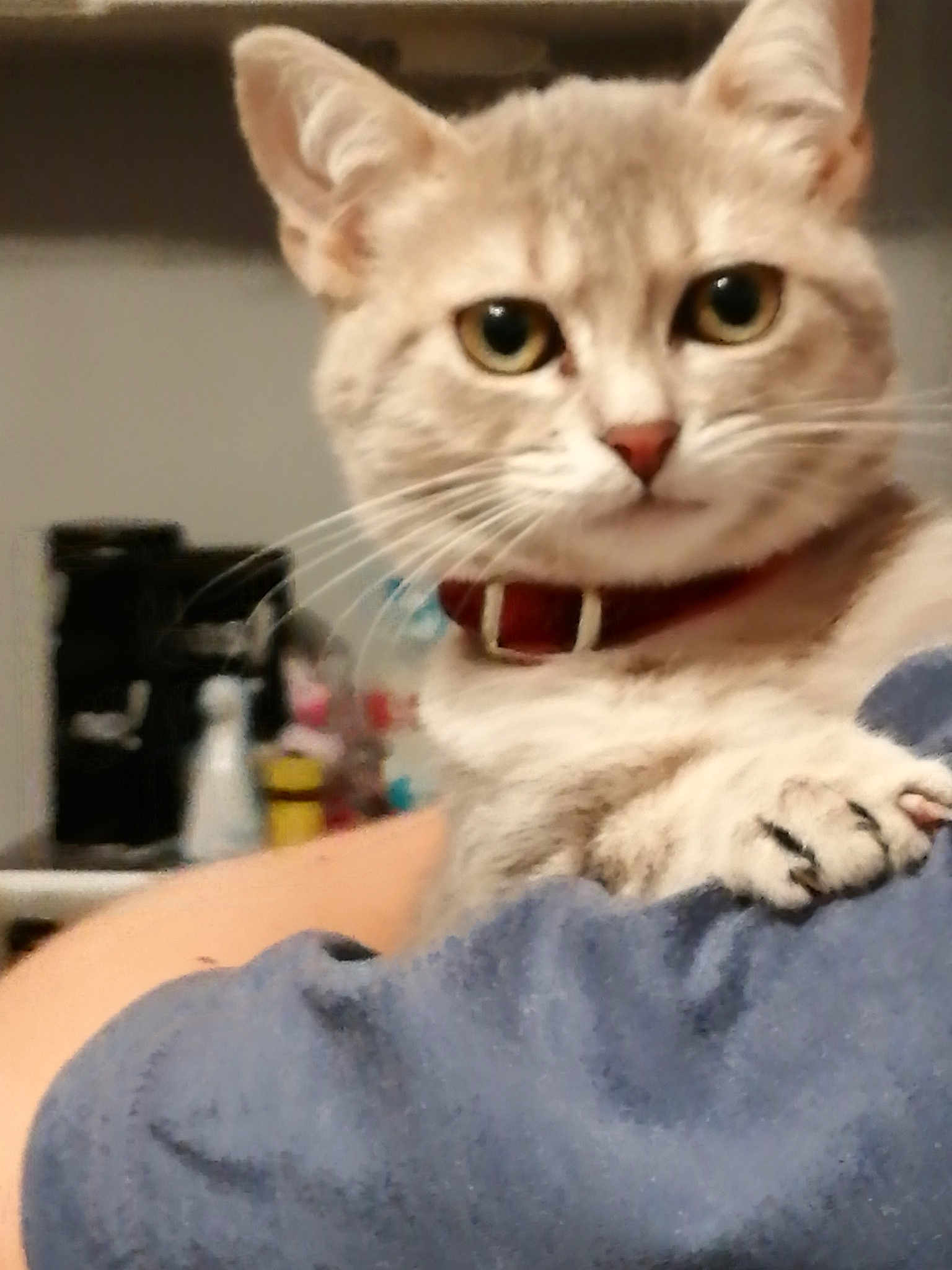 Chipie