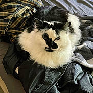 Jinx joined the competition — help win amazing prizes! cat, black_and_white, fluffy, pet, animal, indoor, clothing, jacket, plaid, fabric, bed, resting, feline, fur, portrait, closeup, cute, domestic_animal, relaxed, unique_pattern