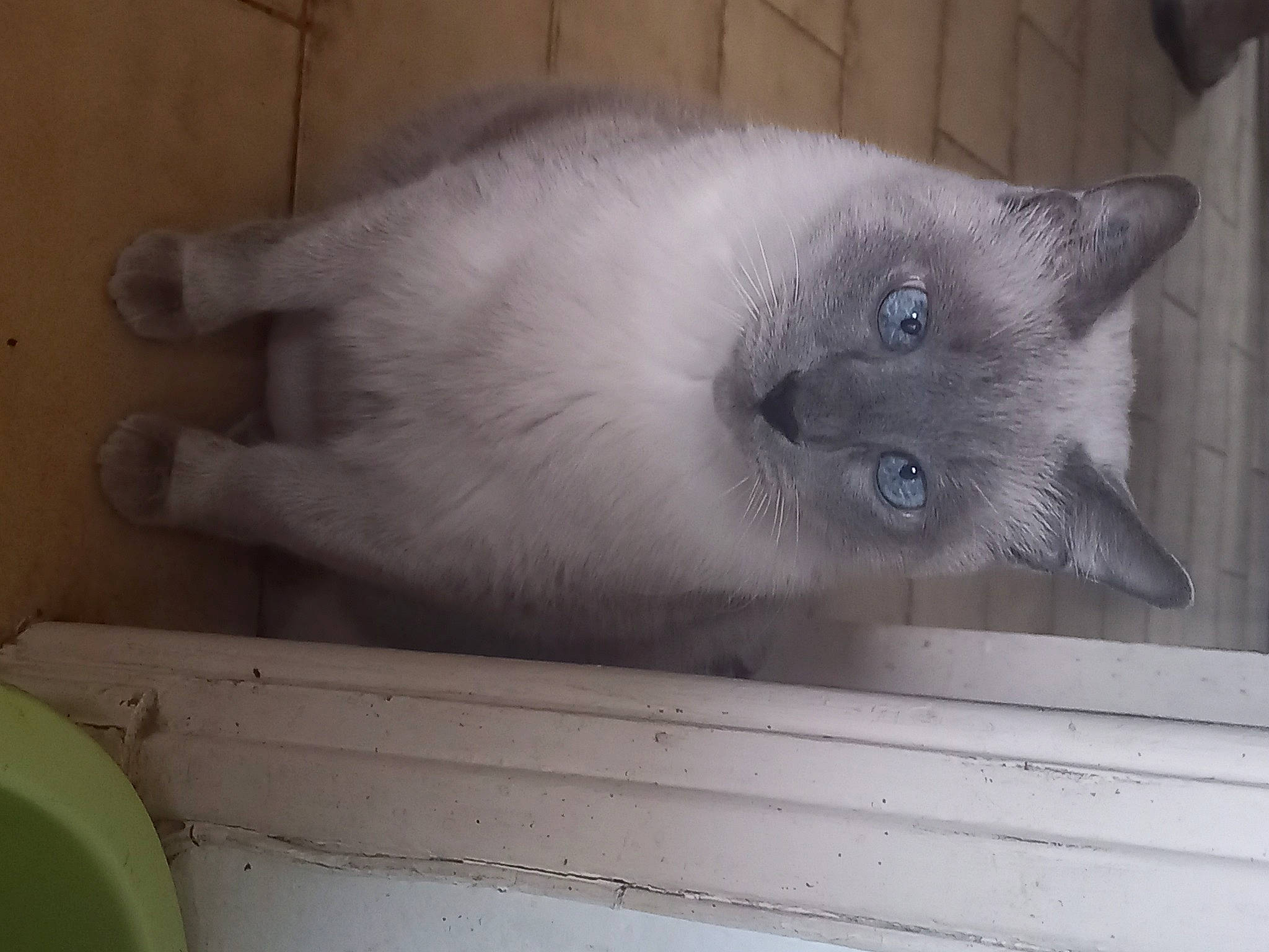 Fusible a rejoint le concours — aidez-le/la à gagner de superbes lots ! balinese, birman, carnivore, cat, domestic_short_haired_cat, eye, fawn, felidae, fur, iris, paw, ragdoll, siamese, small_to_medium_sized_cats, snout, tail, thai, whiskers, window, wood