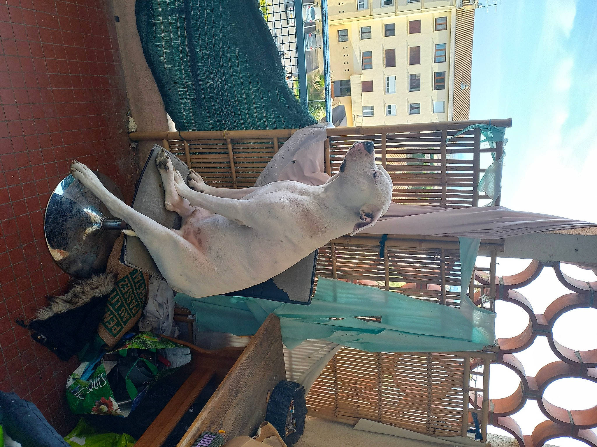 Noctis a rejoint le concours — aidez-le/la à gagner de superbes lots ! art, building, city, cloud, facade, fawn, leisure, metal, sculpture, sky, statue, tail, visual_arts, window, wing, wood, working_animal