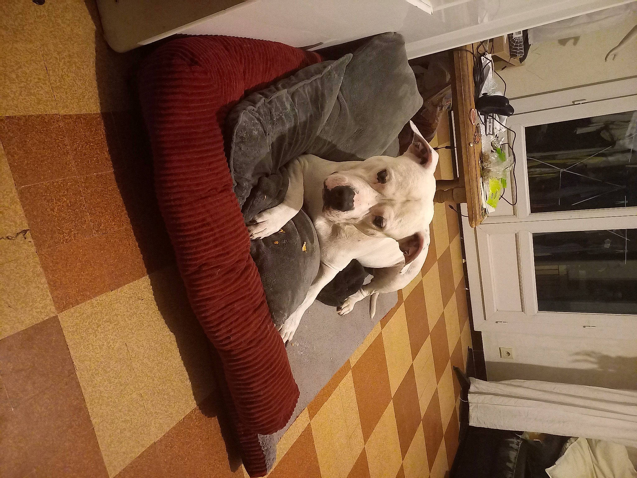 Noctis participe au concours pour gagner de l'argent avec cette photo : art, bone, cardboard, carmine, carnivore, comfort, companion_dog, dog_breed, fawn, floor, flooring, fur, hardwood, jaw, pattern, room, textile, visual_arts, wood, working_animal