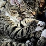 cat, kitten, sleeping, cuddle, tabby, fur, whiskers, paw, closeup, cute, pet, animal, feline, rest, cozy, snuggle, companion, soft, friendship, relax
