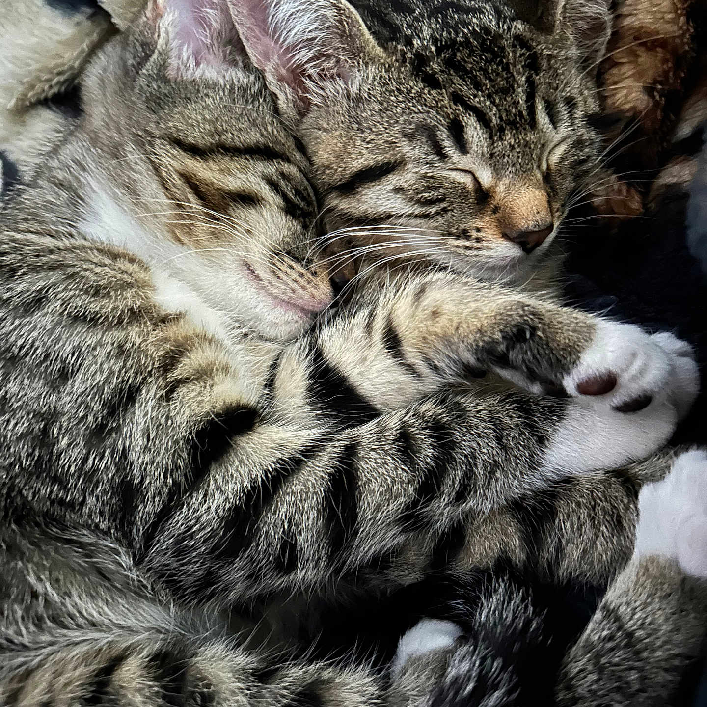 Mittens And Astro is registered to the contest to win money with this photo: cat, kitten, sleeping, cuddle, tabby, fur, whiskers, paw, closeup, cute, pet, animal, feline, rest, cozy, snuggle, companion, soft, friendship, relax