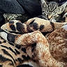 Mittens And Astro joined the competition — help win amazing prizes! kitten, cat, sleeping, blanket, cozy, tabby, fur, cute, indoor, resting, animal, pet, soft, warm, patterned_blanket, snuggled, closeup, comfort, relaxation, nap