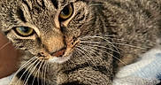 Mittens And Astro is registered to the contest to win money with this photo: cat, tabby, close_up, whiskers, green_eyes, fur, pet, animal, mammal, cute, indoor, blanket, resting, cozy, soft, portrait, feline, curious, domestic_cat, face