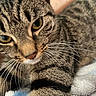 cat, tabby, close_up, whiskers, green_eyes, fur, pet, animal, mammal, cute, indoor, blanket, resting, cozy, soft, portrait, feline, curious, domestic_cat, face