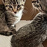 Mittens And Astro is registered to the contest to win money with this photo: cat, kitten, tabby, feline, pet, animal, fur, whiskers, ears, eyes, cute, small, indoor, cardboard_box, texture, curious, young, mammal, companions, closeup