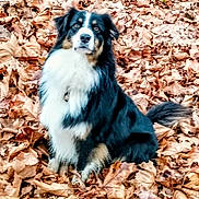 Pita participe au concours pour gagner de l'argent avec cette photo : dog, animal, autumn, leaves, outdoor, nature, pet, fur, black, white, brown, sitting, fall, leaf_litter, canine, portrait, cute, fluffy, alert, background
