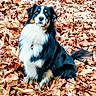 dog, animal, autumn, leaves, outdoor, nature, pet, fur, black, white, brown, sitting, fall, leaf_litter, canine, portrait, cute, fluffy, alert, background