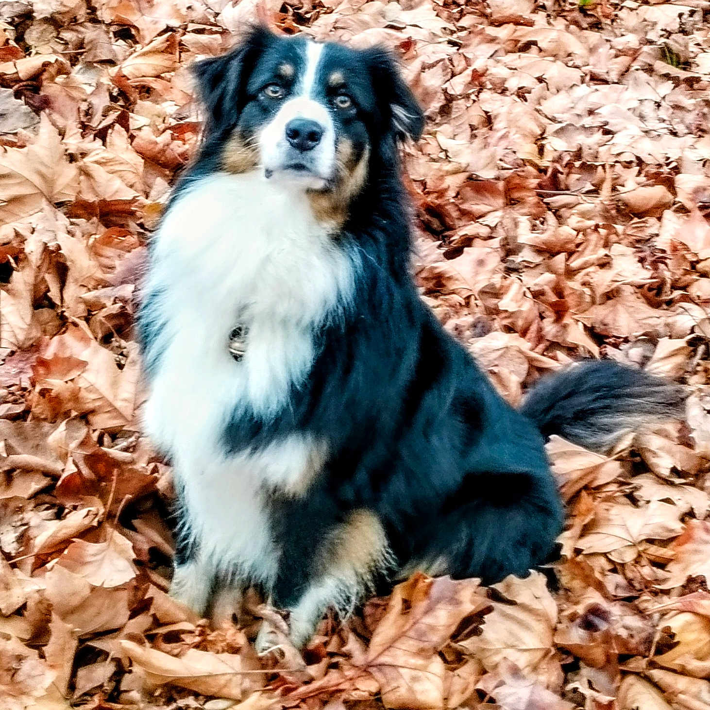 Pita participe au concours pour gagner de l'argent avec cette photo : dog, animal, autumn, leaves, outdoor, nature, pet, fur, black, white, brown, sitting, fall, leaf_litter, canine, portrait, cute, fluffy, alert, background