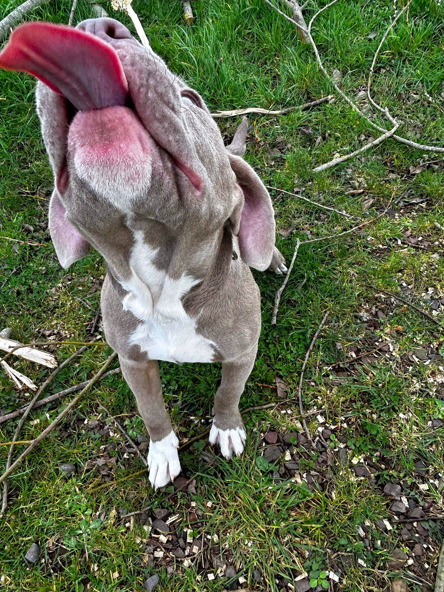 Hadés participe au concours pour gagner de l'argent avec cette photo : canidae, collar, companion_dog, dog, dog_breed, fawn, flowering_plant, fur, grass, groundcover, livestock, non_sporting_group, petal, plant, sporting_group, tail, terrestrial_animal, working_animal