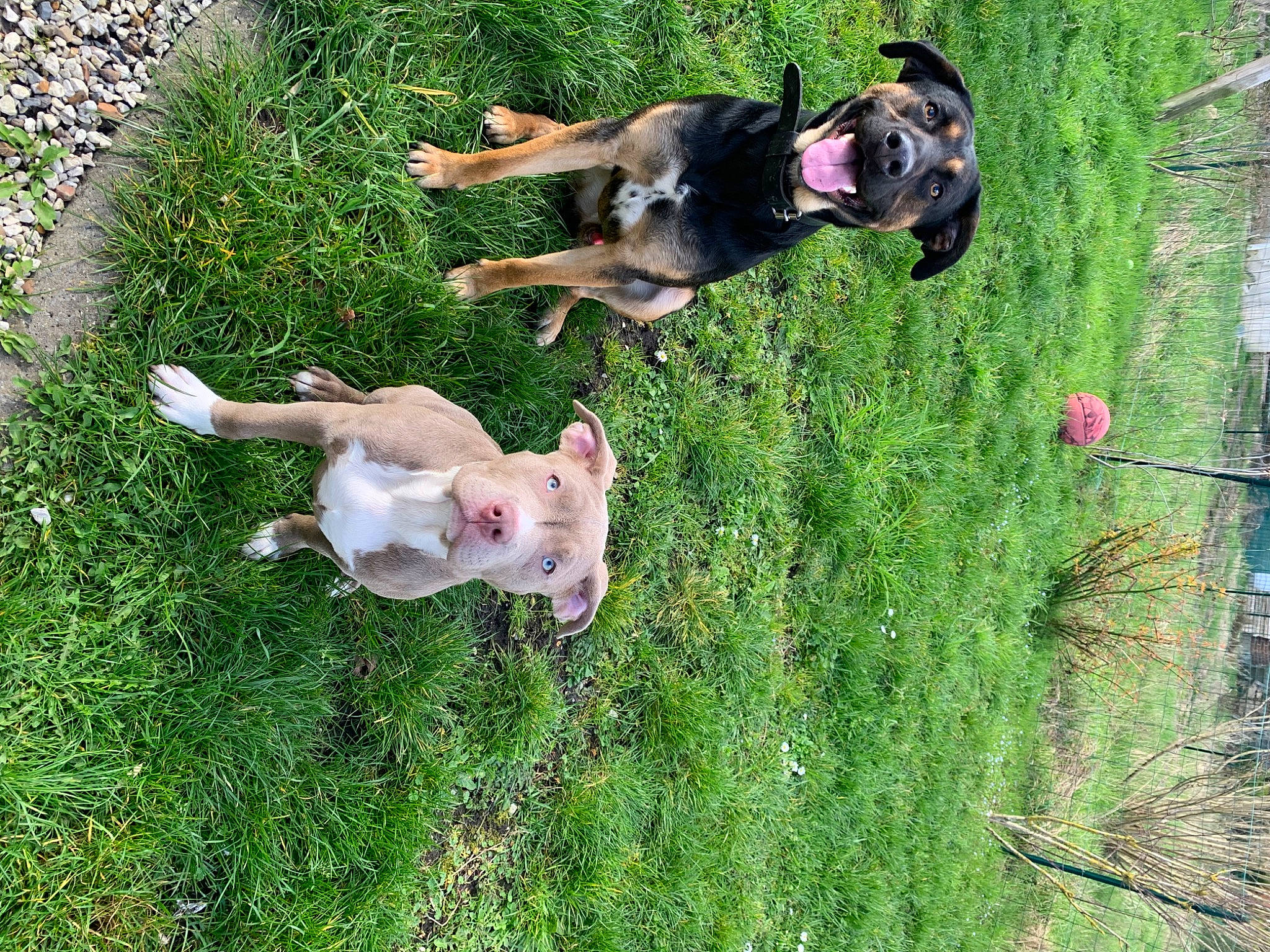 Hadés a rejoint le concours — aidez-le/la à gagner de superbes lots ! canidae, carnivore, companion_dog, dog, dog_breed, fawn, fun, grass, groundcover, hunting_dog, leisure, mammal, non_sporting_group, people_in_nature, plant, sporting_group, tail, tree, working_dog