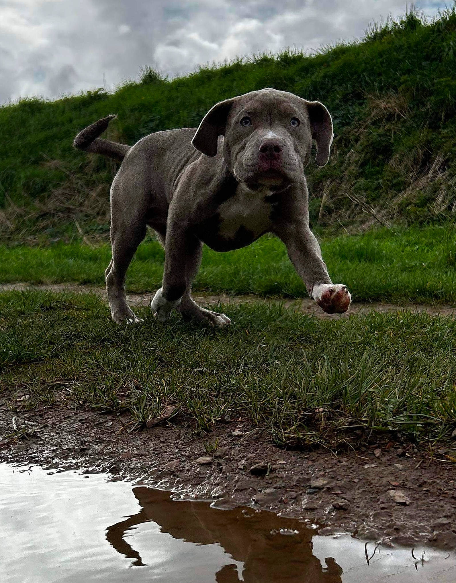 Hadés participe au concours pour gagner de l'argent avec cette photo : cloud, companion_dog, dog, dog_breed, fawn, grass, grassland, landscape, natural_landscape, pasture, plant, sky, snout, soil, terrestrial_animal, tree, water, wetland, working_animal, wrinkle