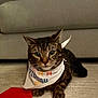 Seamus joined the competition — help win amazing prizes! cat, tabby, birthday, bandana, carpet, red_envelope, indoor, feline, pet, animal, closeup, cute, relaxed, ears, whiskers, front_paws, face, blurred_background, sofa, home
