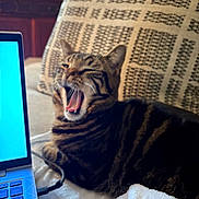 Seamus is registered to the contest to win money with this photo: cat, tabby, yawning, laptop, blue_screen, cushion, blanket, indoor, feline, striped, resting, cozy, computer, home, pet, fur, whiskers, mouth_open, relaxed, technology