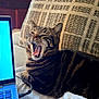 blanket, blue_screen, cat, computer, cozy, cushion, feline, fur, home, indoor, laptop, mouth_open, pet, relaxed, resting, striped, tabby, technology, whiskers, yawning