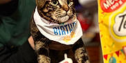 Seamus is registered to the contest to win money with this photo: cat, tabby, birthday, candle, cake, bandana, party, table, person, hand, celebration, food, indoor, pet, animal, curious, closeup, colorful, decorations, festive