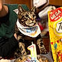 animal, bandana, birthday, cake, candle, cat, celebration, closeup, colorful, curious, decorations, festive, food, hand, indoor, party, person, pet, tabby, table