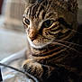Seamus joined the competition — help win amazing prizes! cat, tabby, close_up, pet, feline, whiskers, paw, fur, indoor, cable, resting, animal, cute, striped, domestic_cat, relaxed, soft_light, focused, portrait, house_pet