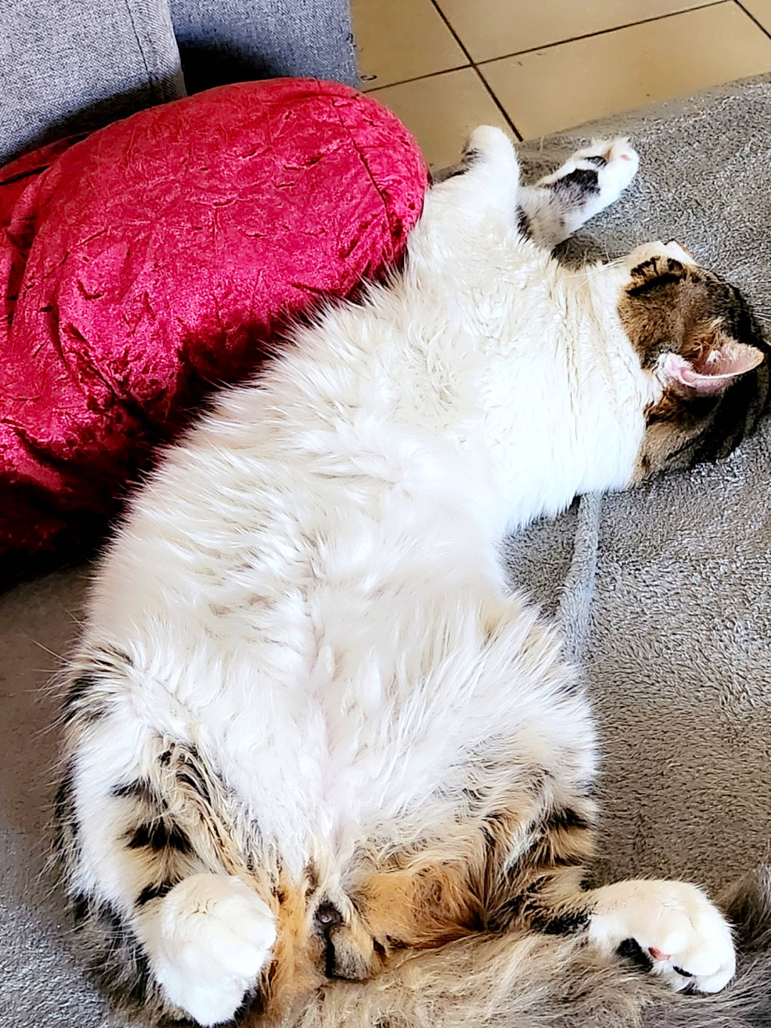 Simon participe au concours pour gagner de l'argent avec cette photo : canidae, carnivore, claw, collar, comfort, companion_dog, dog_breed, fang, fawn, felidae, fur, magenta, nap, paw, small_to_medium_sized_cats, snout, sporting_group, tail, terrestrial_animal, whiskers