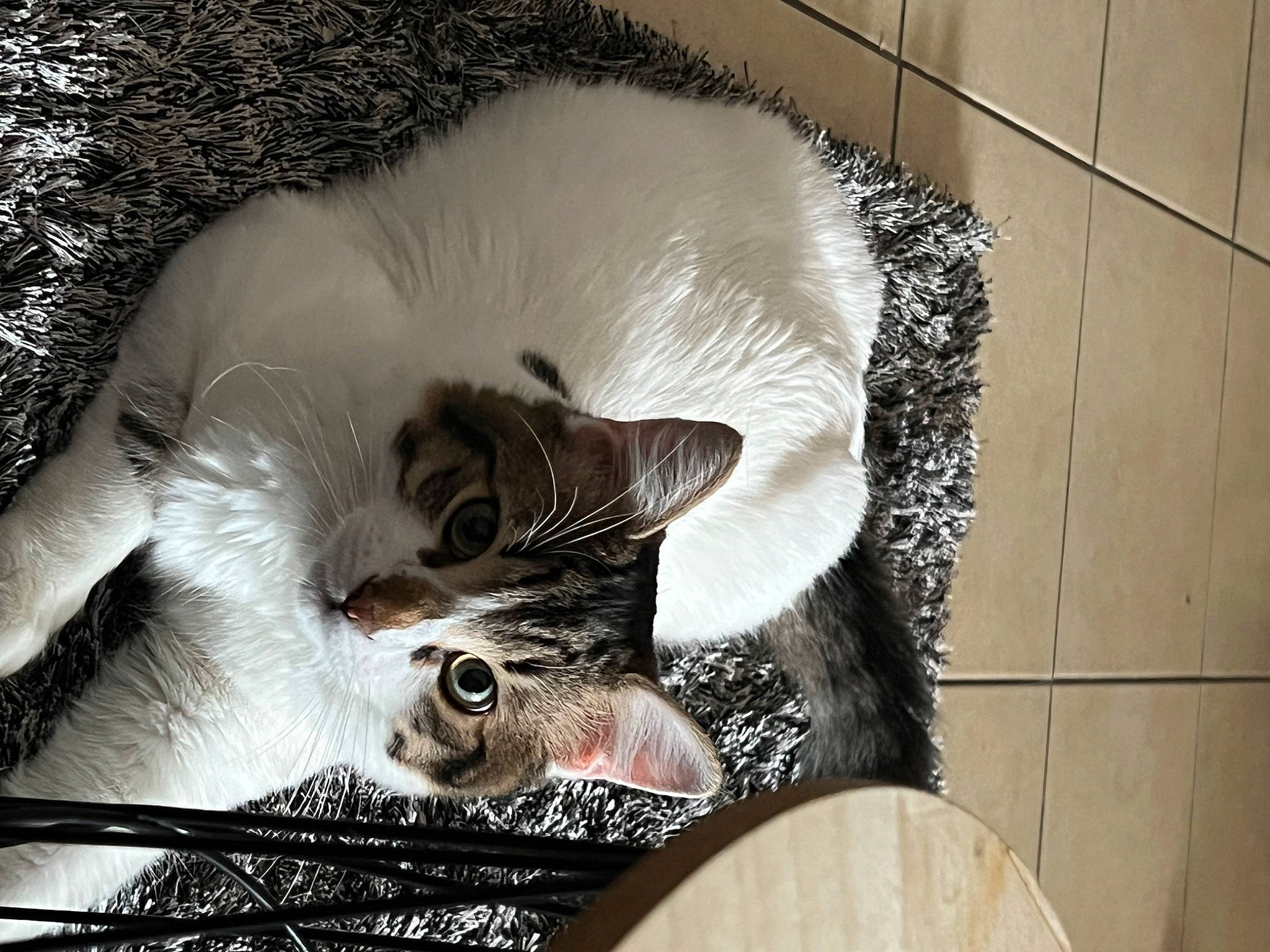 Simon participe au concours pour gagner de l'argent avec cette photo : carnivore, cat, cat_bed, cat_furniture, cat_supply, claw, comfort, domestic_short_haired_cat, door, felidae, fur, mammal, paw, pet_supply, photo_caption, small_to_medium_sized_cats, snout, tail, whiskers, wood