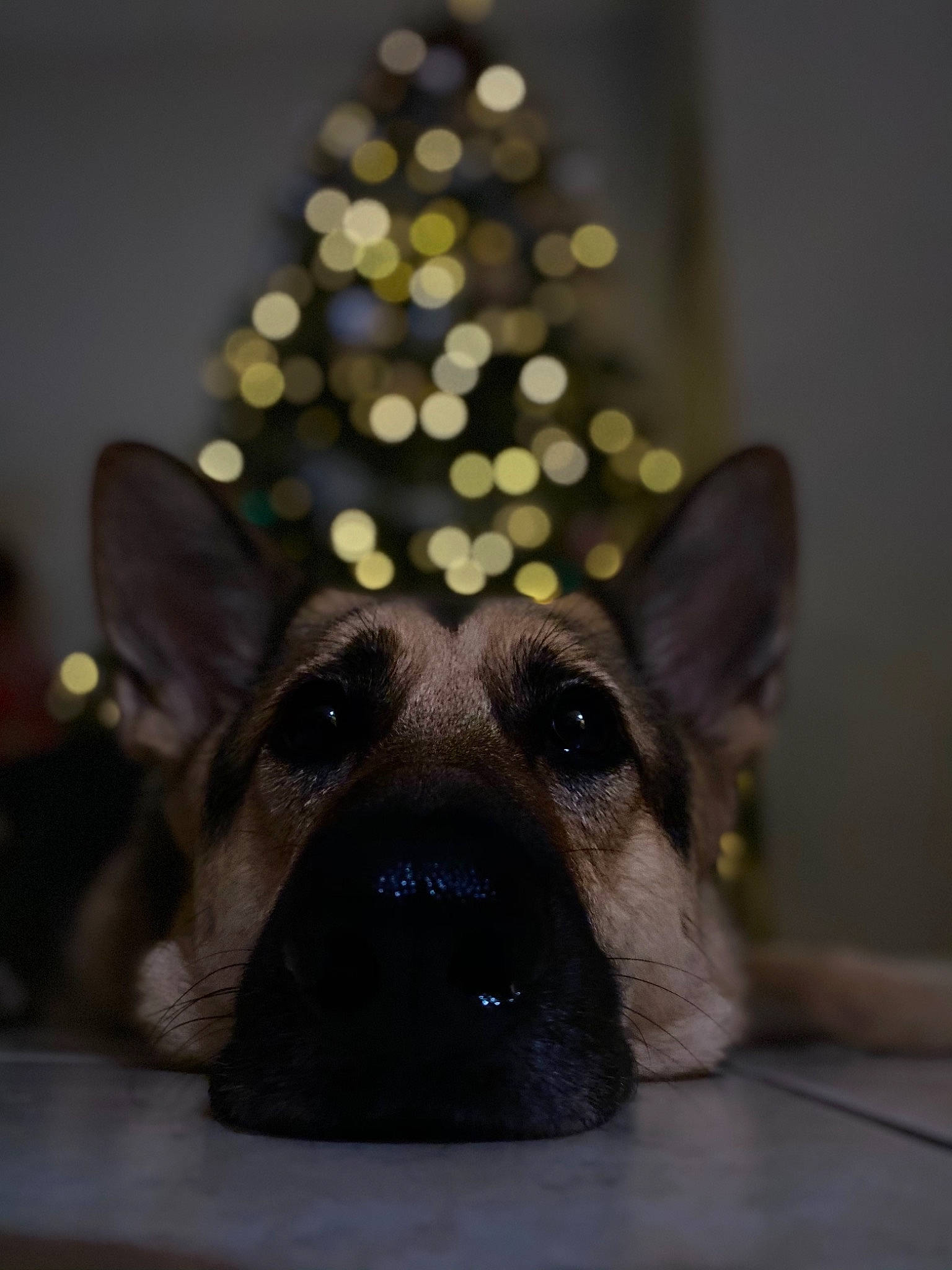 Justice is registered to the contest to win money with this photo: canidae, carnivore, christmas, christmas_decoration, christmas_eve, christmas_lights, christmas_ornament, christmas_tree, companion_dog, conifer, dog, dog_breed, fawn, guard_dog, interior_design, ornament, snout, sporting_group, working_animal, working_dog