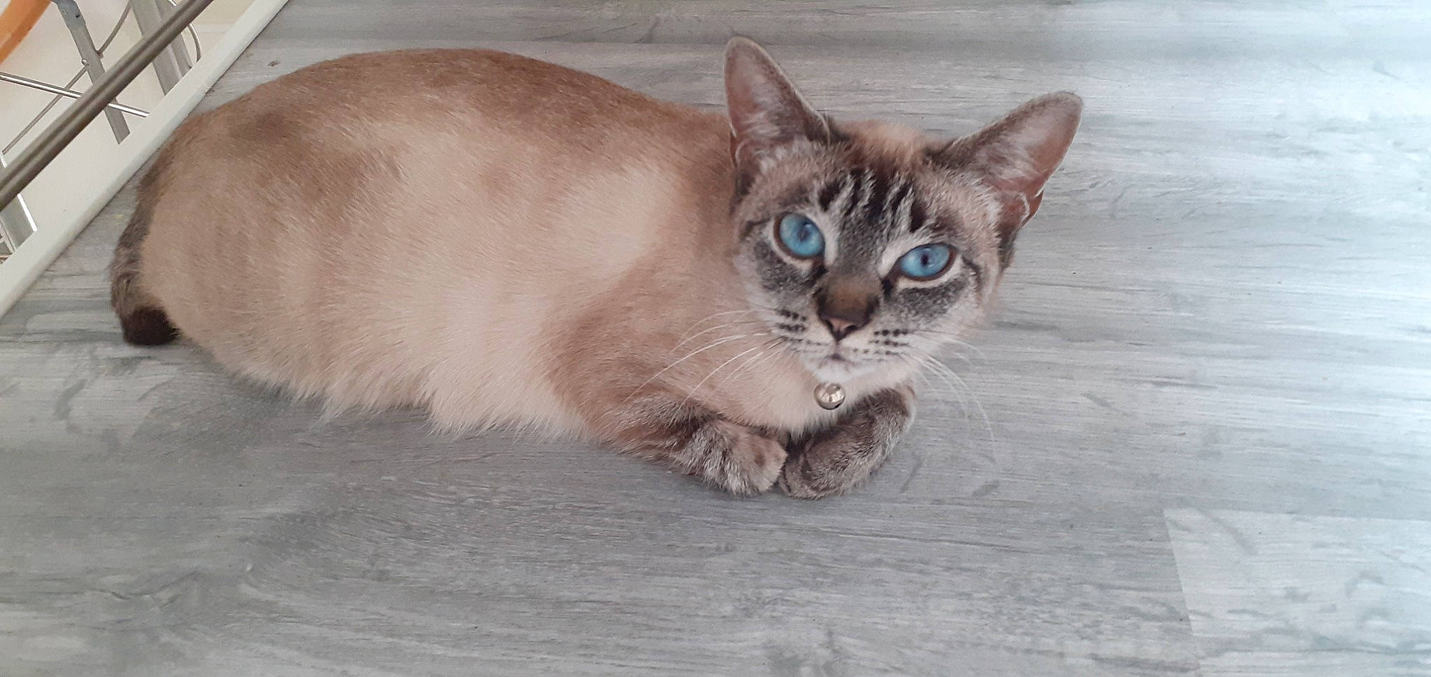 Ange participe au concours pour gagner de l'argent avec cette photo : balinese, carnivore, cat, domestic_short_haired_cat, fawn, felidae, fur, paw, siamese, small_to_medium_sized_cats, snout, tail, terrestrial_animal, thai, whiskers