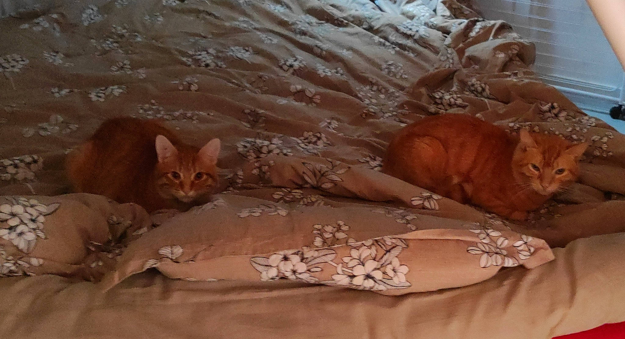 Ankio participe au concours pour gagner de l'argent avec cette photo : bed, bedding, brown, carnivore, cat, comfort, domestic_short_haired_cat, fawn, felidae, flooring, fur, hardwood, linens, paw, peach, small_to_medium_sized_cats, tail, terrestrial_animal, whiskers, wood