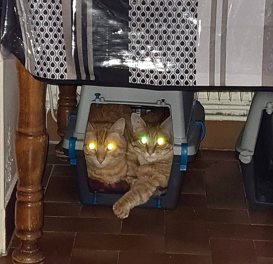 Ankio a rejoint le concours — aidez-le/la à gagner de superbes lots ! automotive_exterior, automotive_lighting, cat, computer_hardware, darkness, display_device, felidae, flooring, fur, gas, glass, machine, metal, room, small_to_medium_sized_cats, tail, whiskers, wood