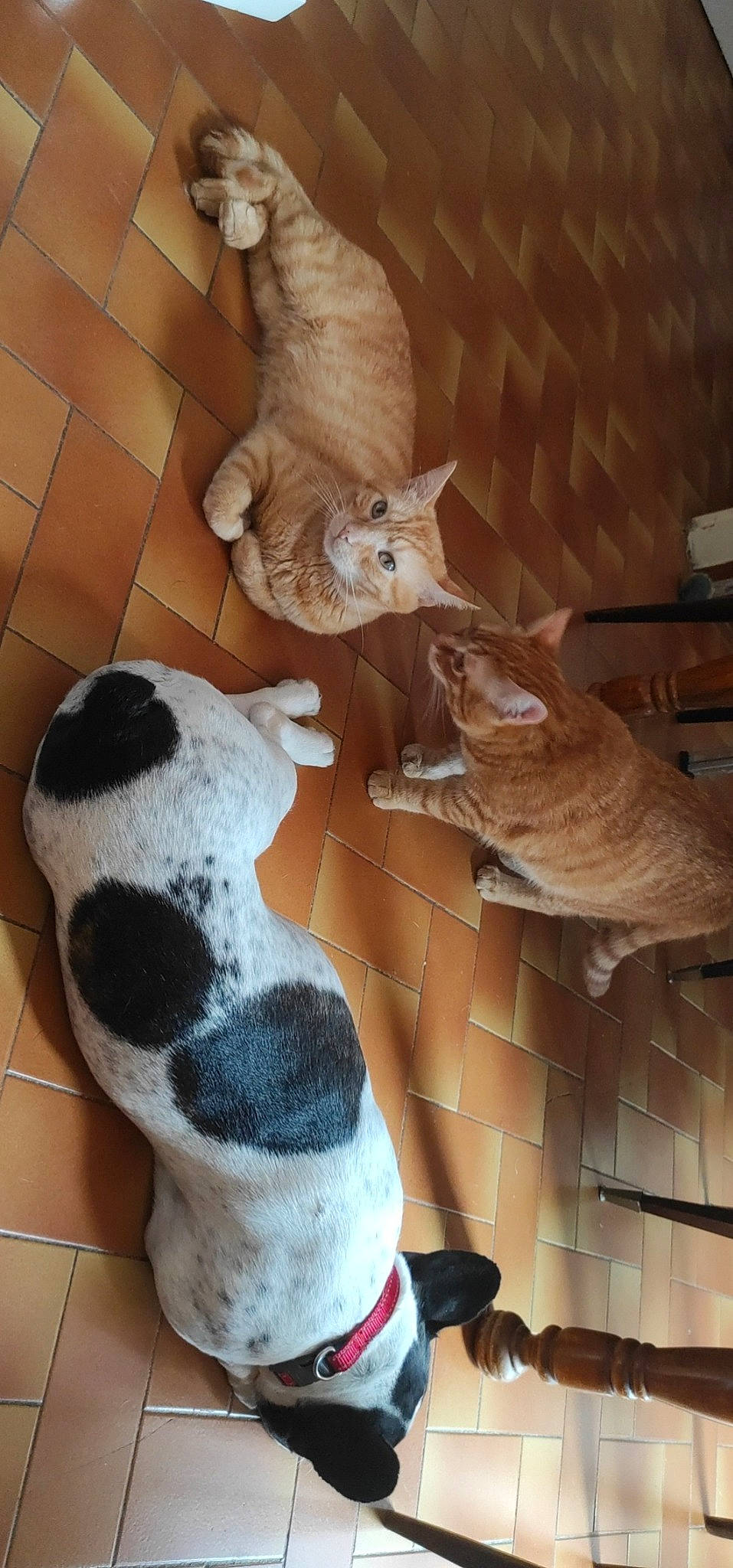 Ankio a rejoint le concours — aidez-le/la à gagner de superbes lots ! art, bird, carnivore, cat, companion_dog, dalmatian, fawn, felidae, flooring, fur, hardwood, pattern, pet_supply, room, small_to_medium_sized_cats, stuffed_toy, tail, terrestrial_animal, toy, wood