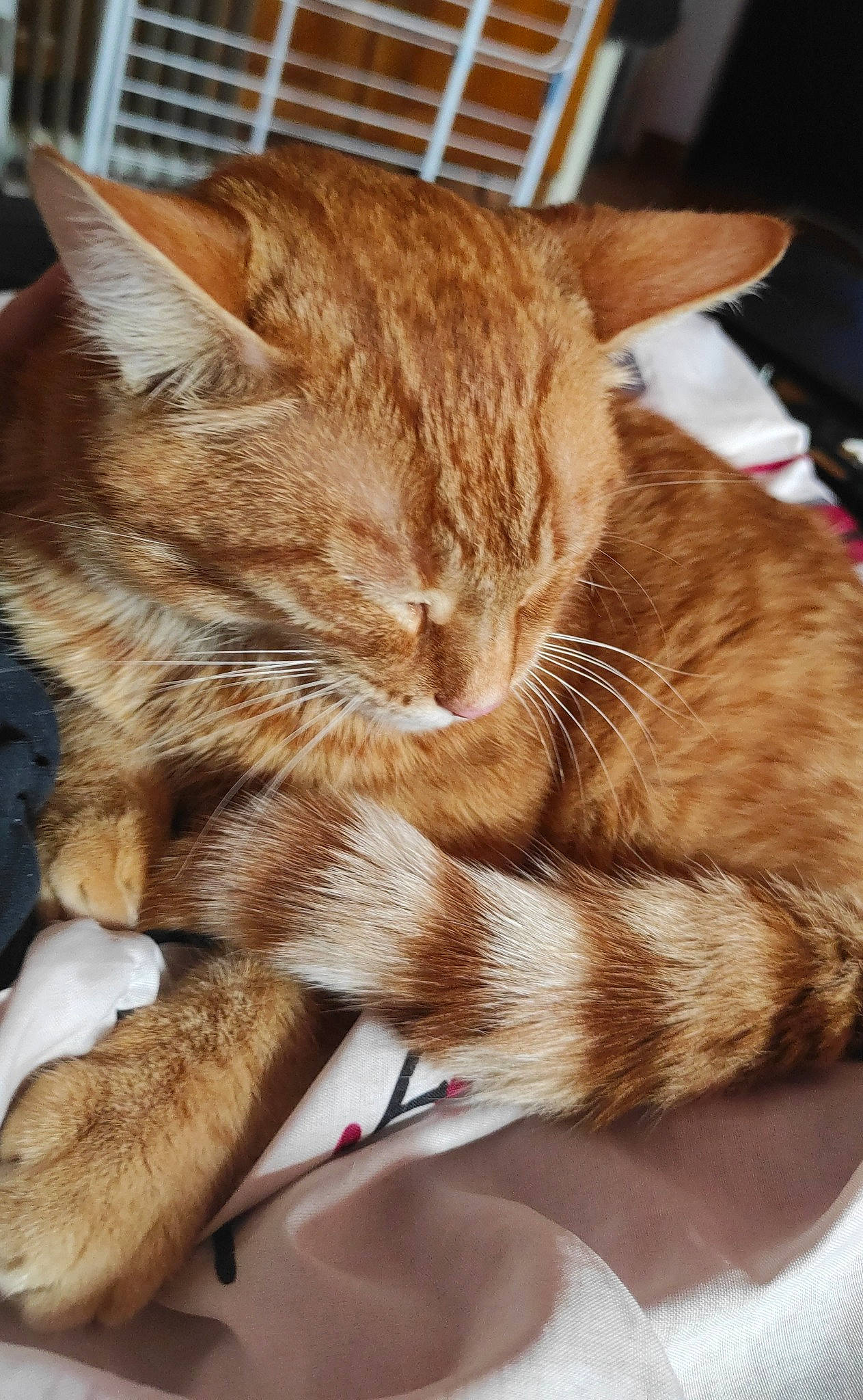 Ankio participe au concours pour gagner de l'argent avec cette photo : carnivore, cat, claw, comfort, domestic_short_haired_cat, ear, fawn, felidae, fur, gesture, human_leg, nap, paw, sleep, small_to_medium_sized_cats, snout, tail, whiskers