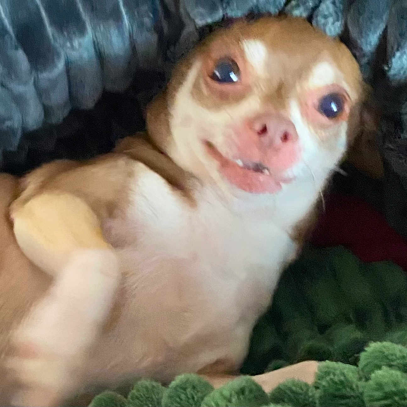 Bonita Cabral is registered to the contest to win money with this photo: animal, blanket, brown, chihuahua, close_up, cozy, cute, dog, expression, eyes, face, fur, indoor, lying_down, mouth, pet, resting, small_dog, texture, white