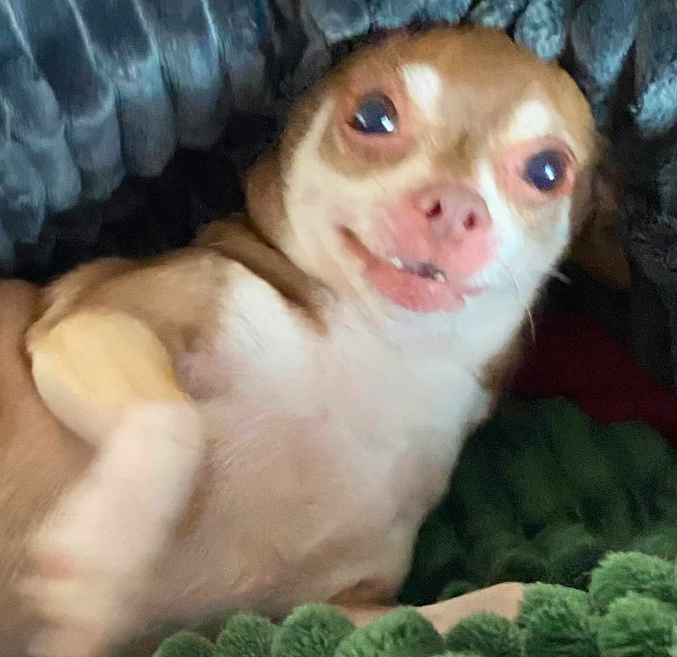 Bonita Cabral is registered to the contest to win money with this photo: dog, small_dog, chihuahua, pet, close_up, lying_down, blanket, indoor, cute, animal, fur, face, mouth, eyes, expression, cozy, resting, texture, brown, white