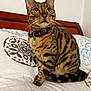 animal, bed, bedspread, bengal_cat, cat, collar, cute, domestic_animal, ears, feline, fur, headboard, indoor, looking_up, pattern, pet, resting, tail, whiskers, wood