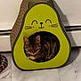 animal, avocado_shape, cat, cat_house, collar, cozy, cute, ears, eyes, feline, floor, home, indoor, looking, pet, playful, resting, tabby_cat, tile_floor, whiskers