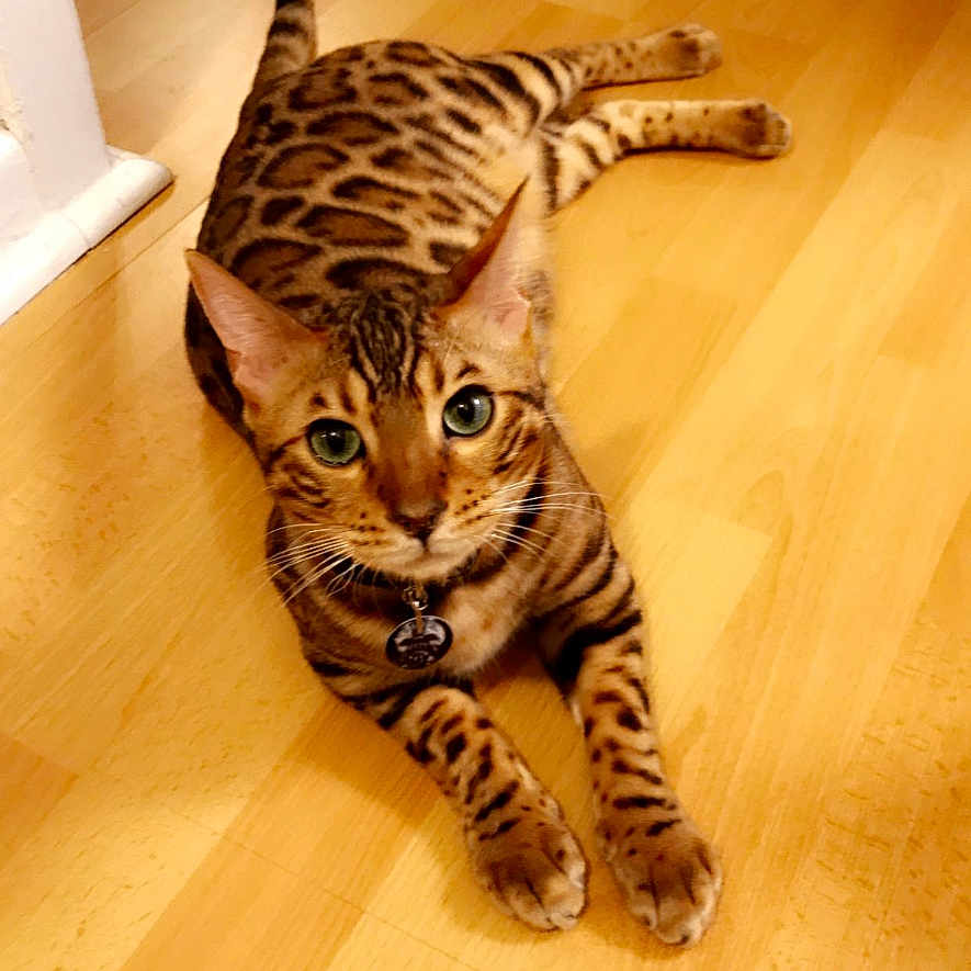 Bane is registered to the contest to win money with this photo: alert, animal, bengal_cat, cat, collar, cute, domestic_cat, ears, feline, flooring, green_eyes, household, indoor, laying_down, pet, relaxed, spotted_coat, tail, whiskers, wooden_floor