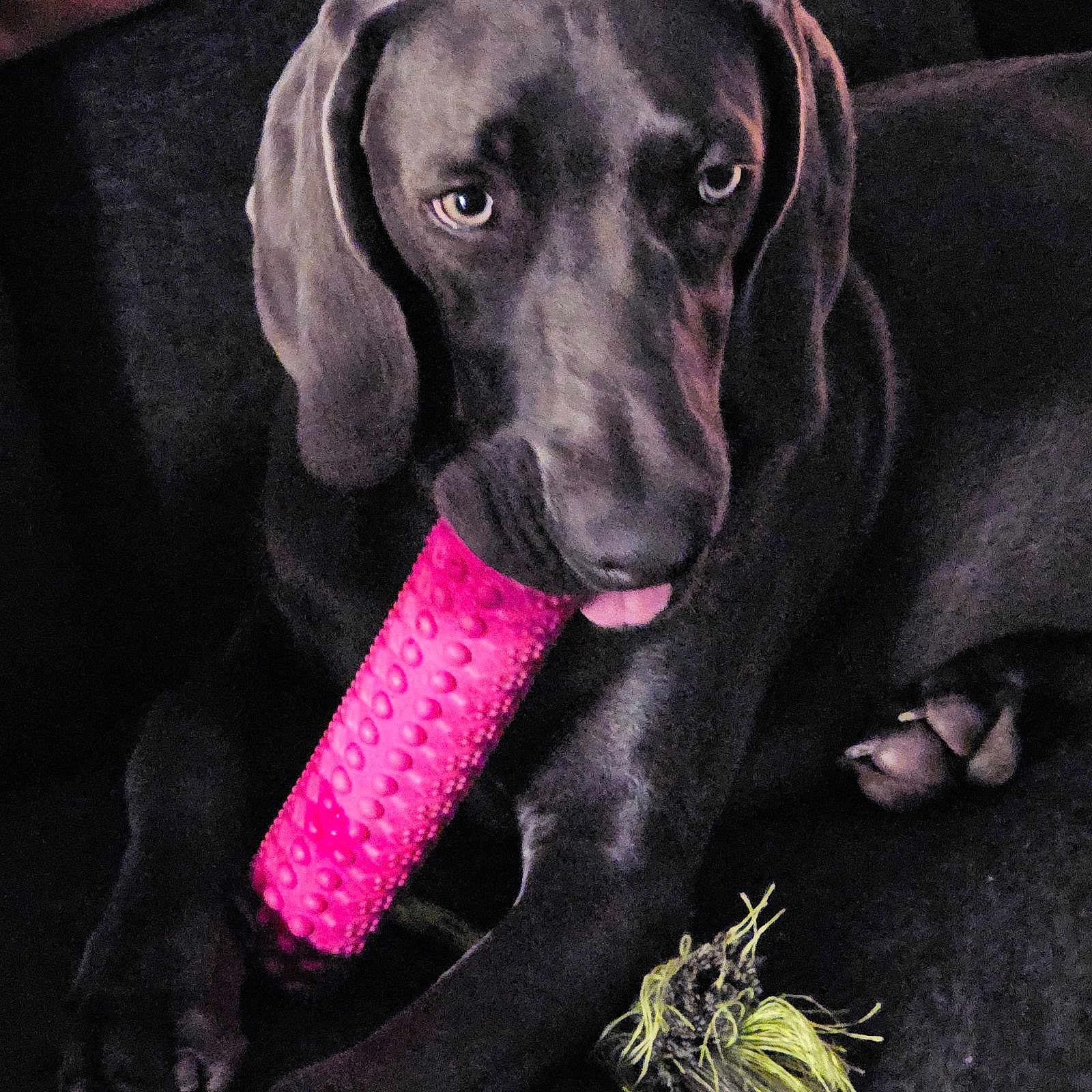 Diesel joined the competition — help win amazing prizes! animal, canine, chewing, close_up, dark_coat, dog, ears, indoor, muzzle, nail, paw, pet, pink_toy, playful, relax, resting, rope_toy, texture, tongue_out, toy