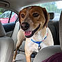 animal, brown_dog, canine, car_interior, car_seat, closeup, collar, daylight, dog, domestic_animal, happy_dog, headrest, inside_car, leash, panting, pet, seatbelt, transport, vehicle, window