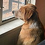 animal, brown, calm, curious, dog, domestic, fur, house, indoor, light, looking_out, natural_light, pane, pet, quiet, reflection, side_view, waiting, white, window
