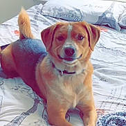 Rhett joined the competition — help win amazing prizes! animal, bed, blanket, canine, collar, comfort, curtains, dog, domestic, fur, fur_pattern, indoor, mammal, paw, pet, pillow, relaxed, resting, smiling, window