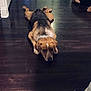 Rhett is registered to the contest to win money with this photo: animal, brown_dog, canine, companion, dark_floor, dog, domestic_animal, ears, flooring, fur, home, indoor, looking_up, lying_down, paws, pet, relaxed, resting, two_dogs, wooden_floor