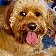 Gracie is registered to the contest to win money with this photo: dog, tongue_out, fluffy, golden_brown, pet, indoor, cozy, basket, blanket, fur, cute, animal, friendly, happy, nose, ears, close_up, laying_down, mammal, domestic