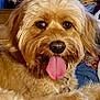 dog, tongue_out, fluffy, golden_brown, pet, indoor, cozy, basket, blanket, fur, cute, animal, friendly, happy, nose, ears, close_up, laying_down, mammal, domestic
