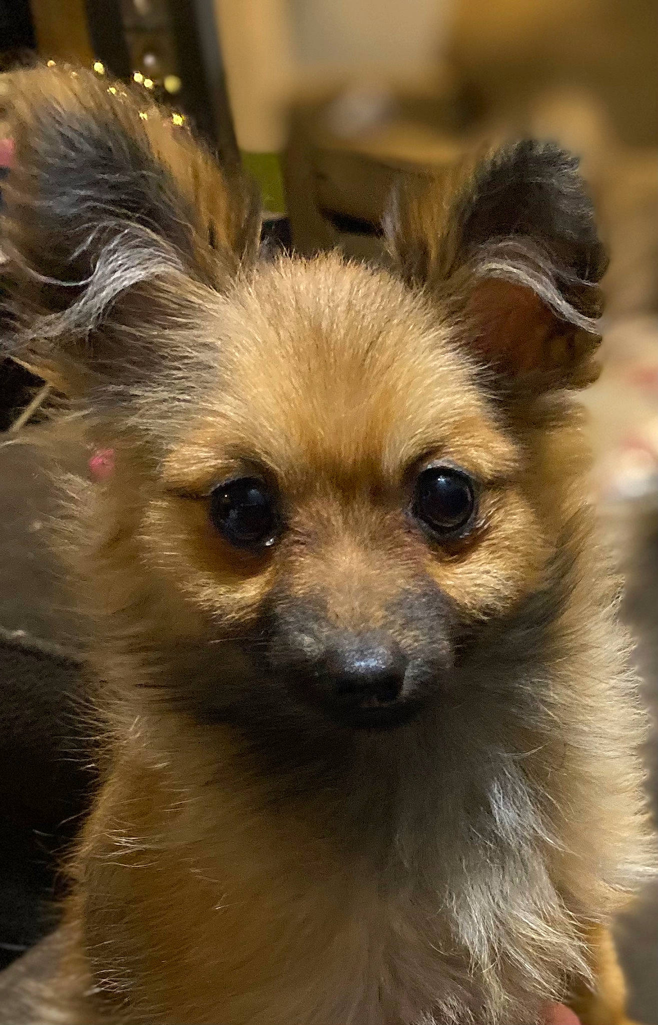 Tessa is registered to the contest to win money with this photo: canidae, carnivore, close_up, companion_dog, dog, dog_breed, ear, eye, eyelash, fawn, fur, head, russkiy_toy, snout, terrestrial_animal, toy_dog, whiskers, wildlife