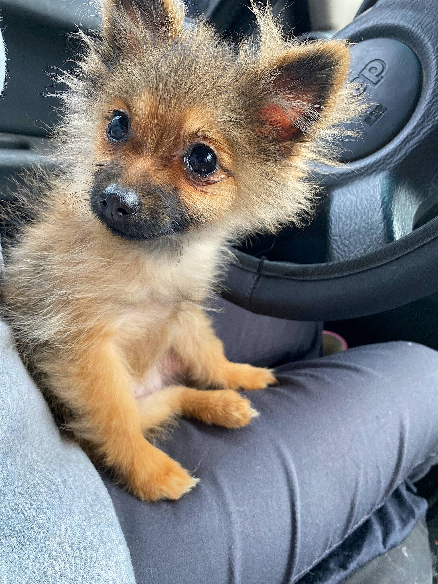 Tessa is registered to the contest to win money with this photo: canidae, car, carnivore, companion_dog, dog, dog_breed, family_car, fawn, fur, hood, motor_vehicle, paw, personal_luxury_car, steering_wheel, tail, terrestrial_animal, toy_dog, vehicle, whiskers, windshield