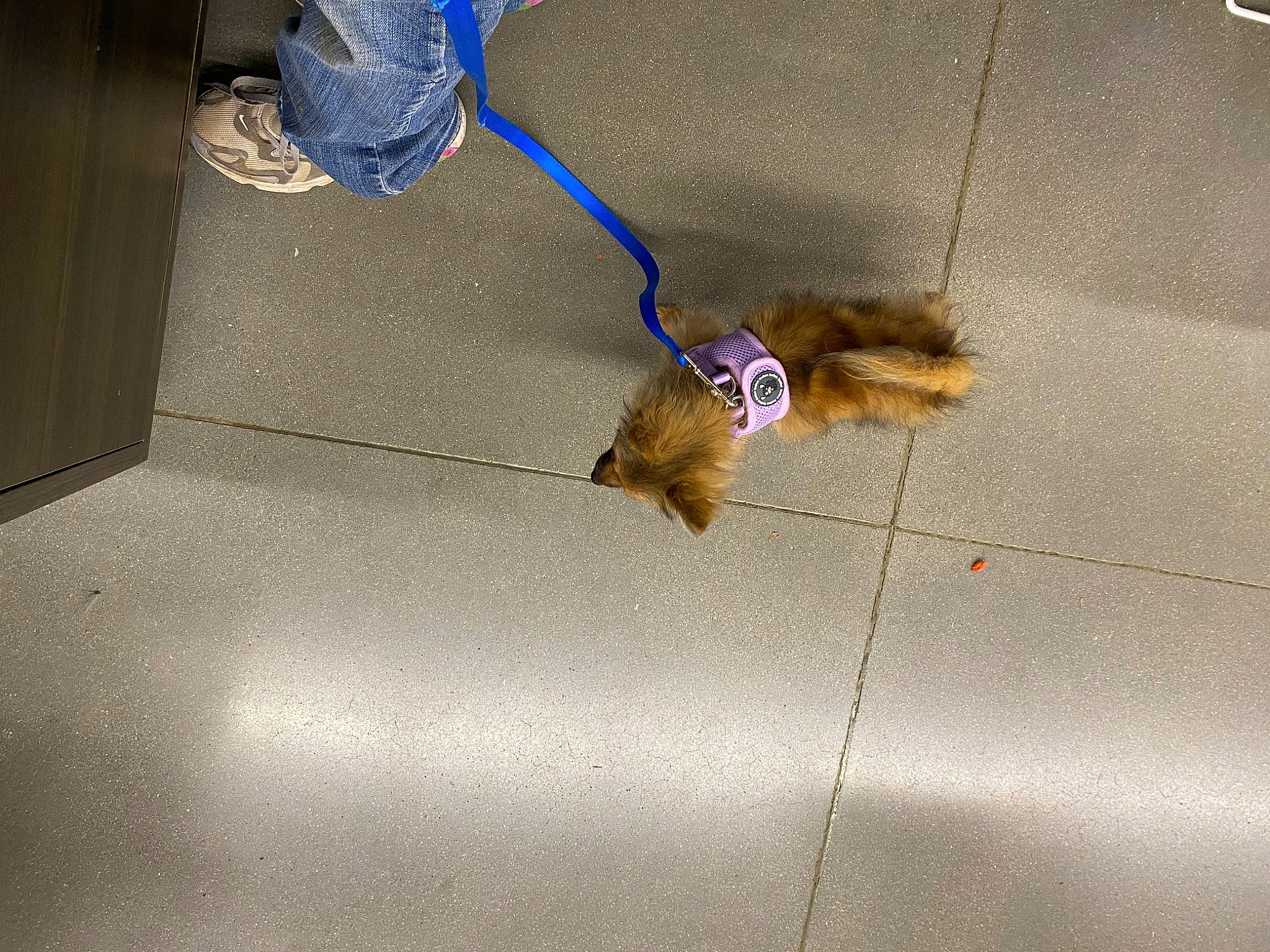 Tessa is registered to the contest to win money with this photo: cable, dog, dog_breed, electric_blue, fawn, felidae, flooring, hardwood, household_cleaning_supply, human_leg, leash, paw, pet_supply, road_surface, rope_rhythmic_gymnastics, shadow, small_to_medium_sized_cats, sporting_group, tail, wire